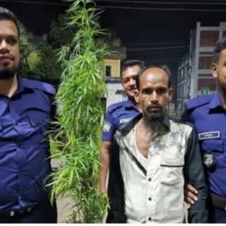 বাউফলে বসতঘরের পিছনে গাঁজা চাষ গ্রেফতার -১